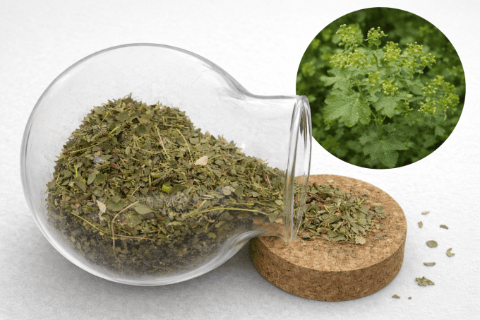 Alchemille partie aérienne coupée