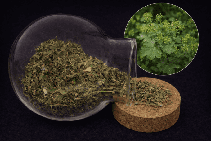 Alchemille partie aérienne coupée