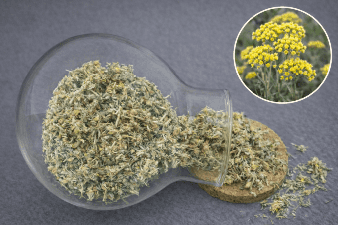 Immortelle fleur Bio