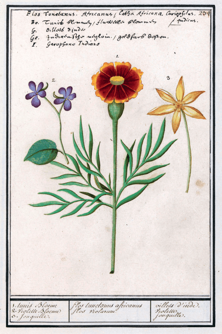 Consultation en endobiogénie et conseil en herboristerie