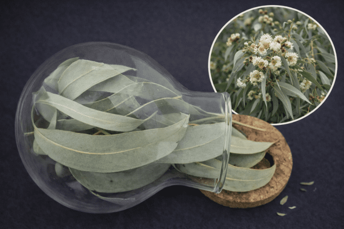 Eucalyptus globulus Bio