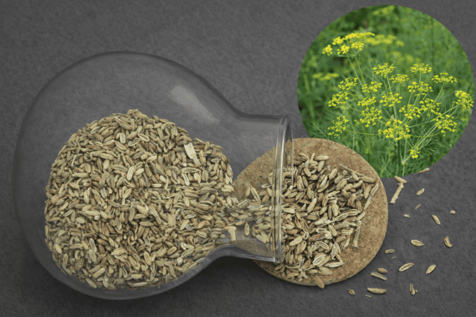 Fenouil fruit strié Provence