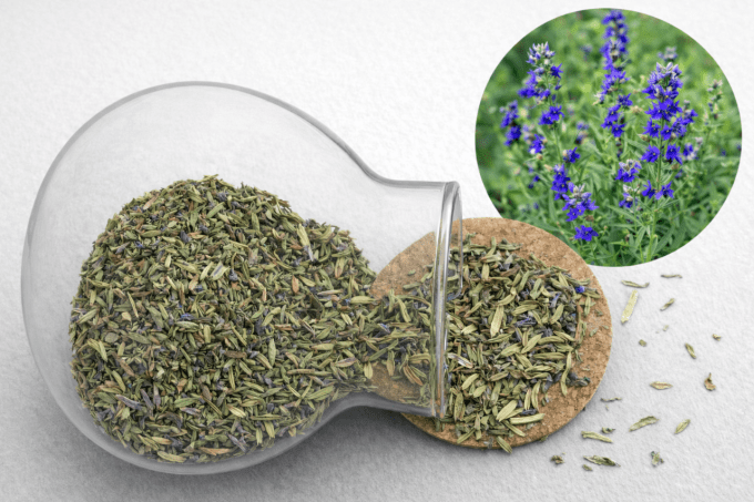 Hysope partie aérienne 