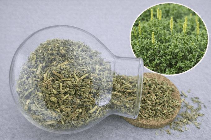 Lycopode partie aérienne coupé