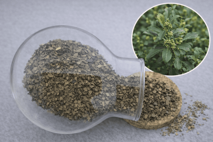 Maté vert feuille torréfiée coupé