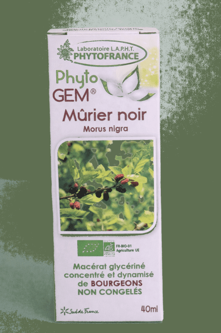 Mûrier noir bourgeon concentré