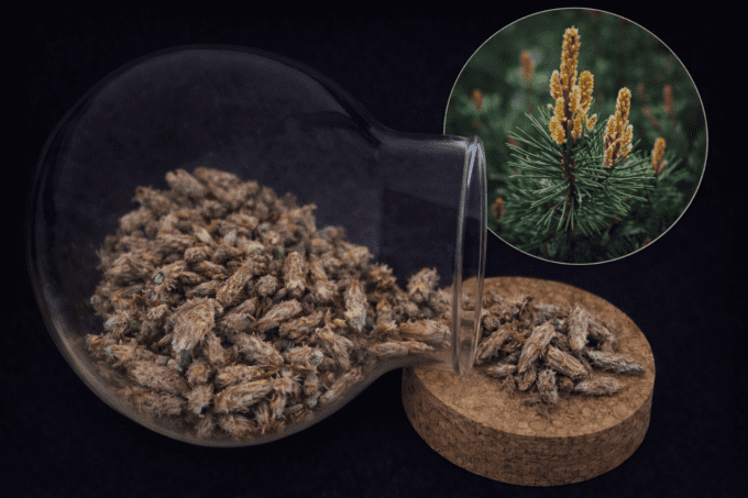 Pin sylvestre bourgeons